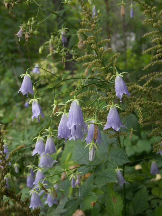 Изображение особи Adenophora divaricata.