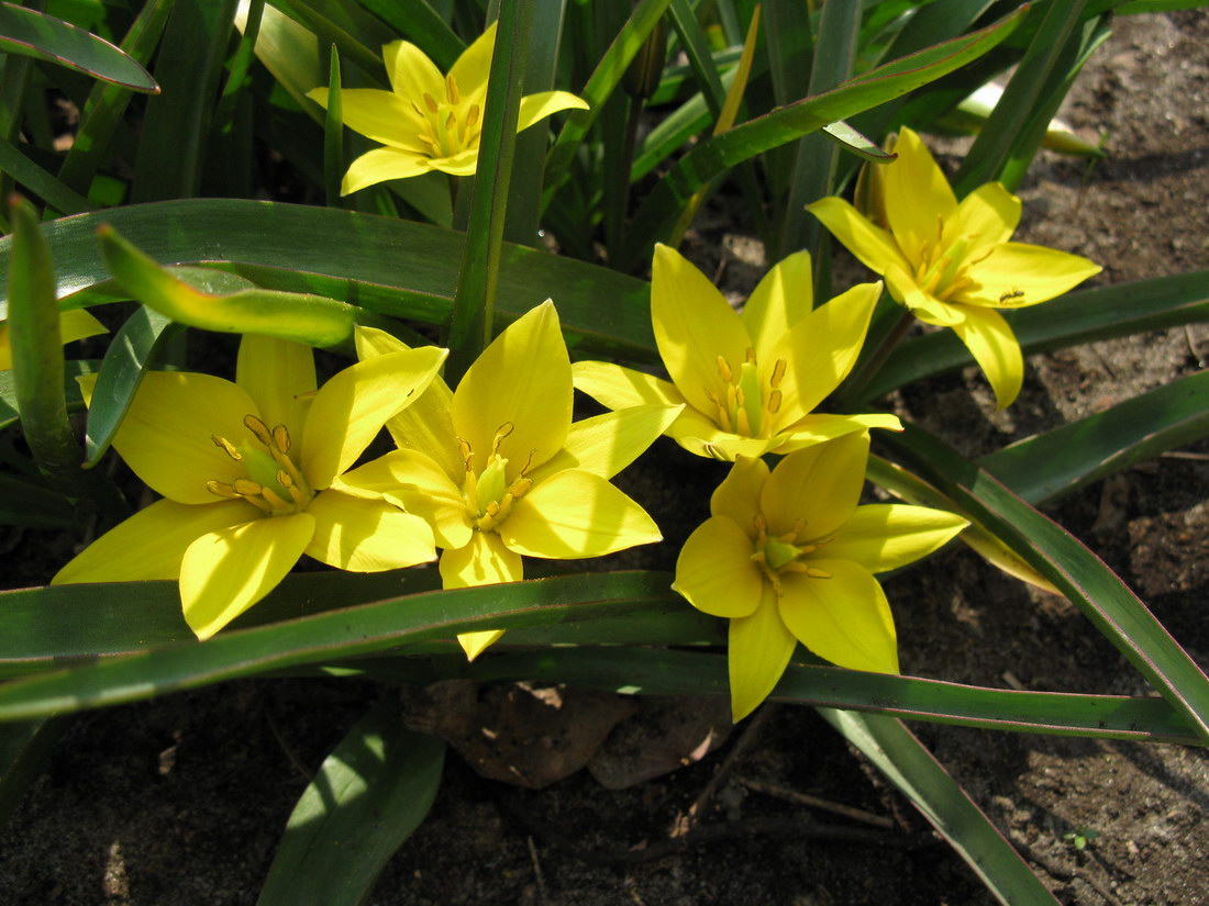 Изображение особи Tulipa urumiensis.