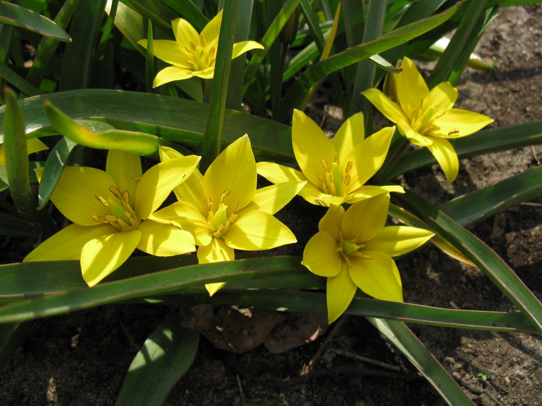 Image of Tulipa urumiensis specimen.