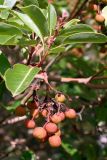 Arbutus andrachne