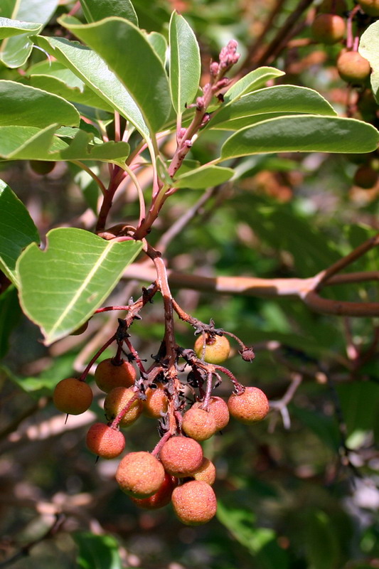 Image of Arbutus andrachne specimen.