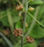 Reseda glauca