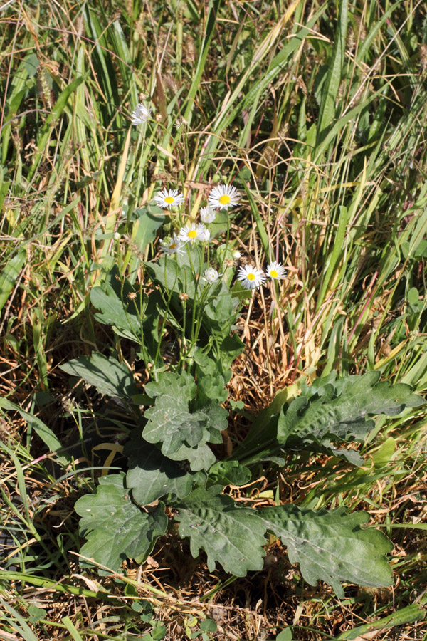 Image of Erigeron annuus specimen.