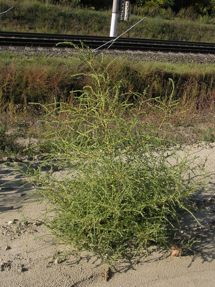 Image of Bassia scoparia specimen.