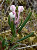 Andromeda polifolia