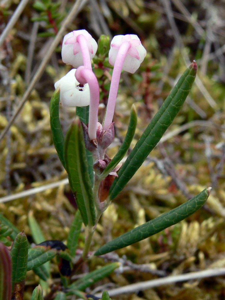 Изображение особи Andromeda polifolia.