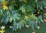 Platanus orientalis. Листья в нижней части кроны молодого дерева (var. cuneata J.C. Loudon = Platanus cuneata Willd.). Нидерланды, г. Venlo, \"Floriada 2012\". 11.09.2012.