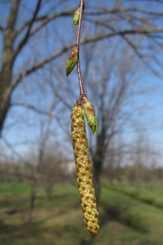 Изображение особи Betula pendula.