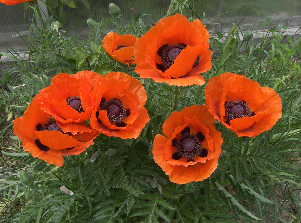 Изображение особи Papaver setiferum.