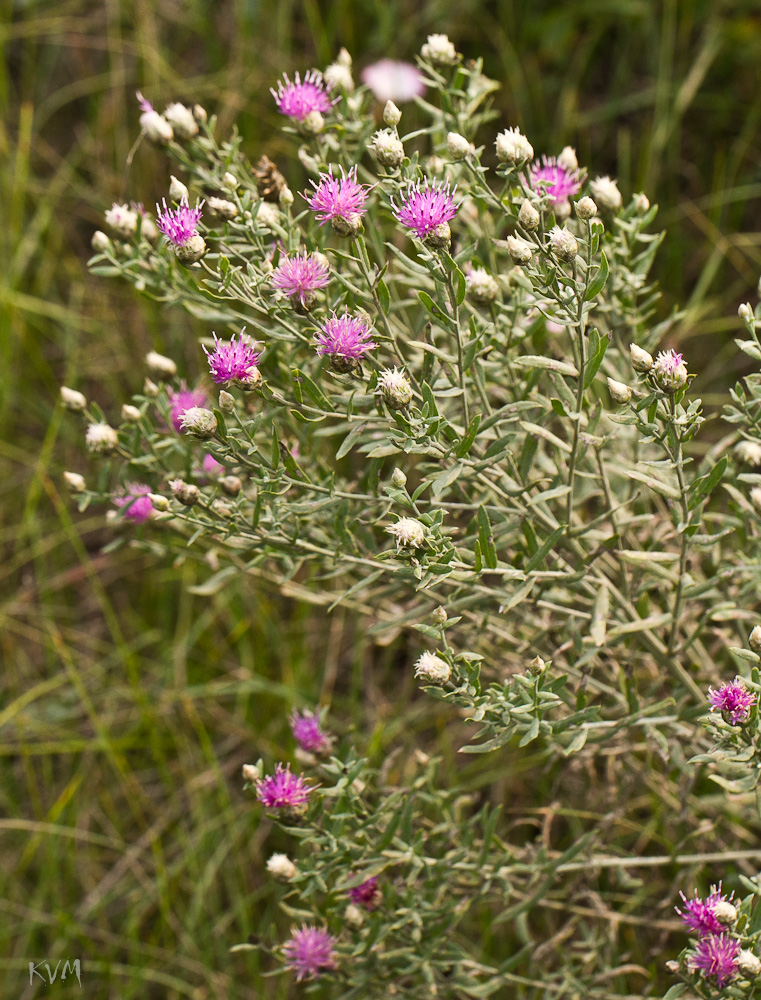 Изображение особи Acroptilon repens.