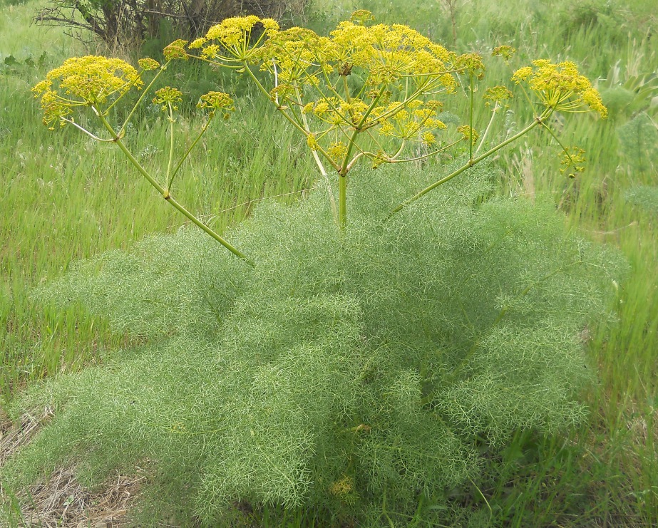 Image of Prangos ferulacea specimen.