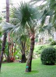 Sabal palmetto. Культивируемое растение. Монако, Монте-Карло, французский сад напротив Казино. 19.06.2012.