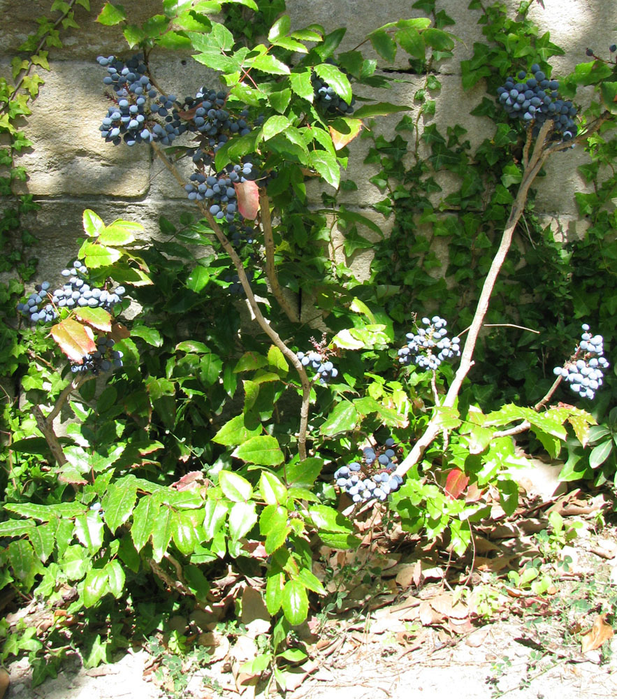 Изображение особи Mahonia aquifolium.