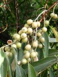 Elaeagnus angustifolia. Часть ветви со зрелыми плодами. Украина, г. Запорожье. 23.08.2009.