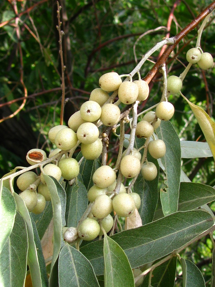 Image of Elaeagnus angustifolia specimen.