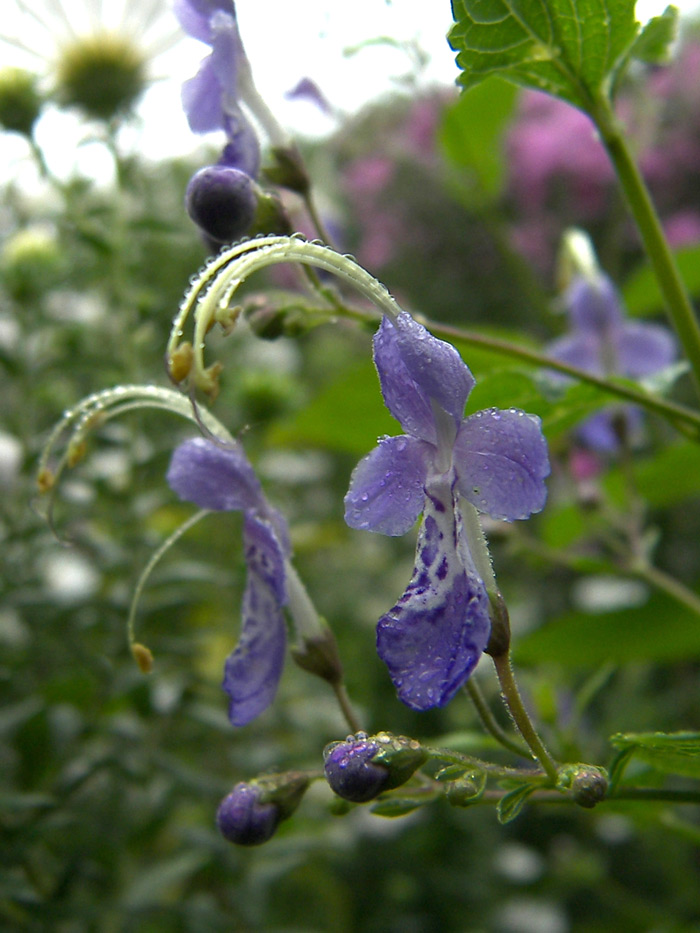 Изображение особи Caryopteris divaricata.