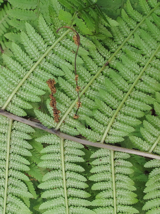 Image of Athyrium sinense specimen.