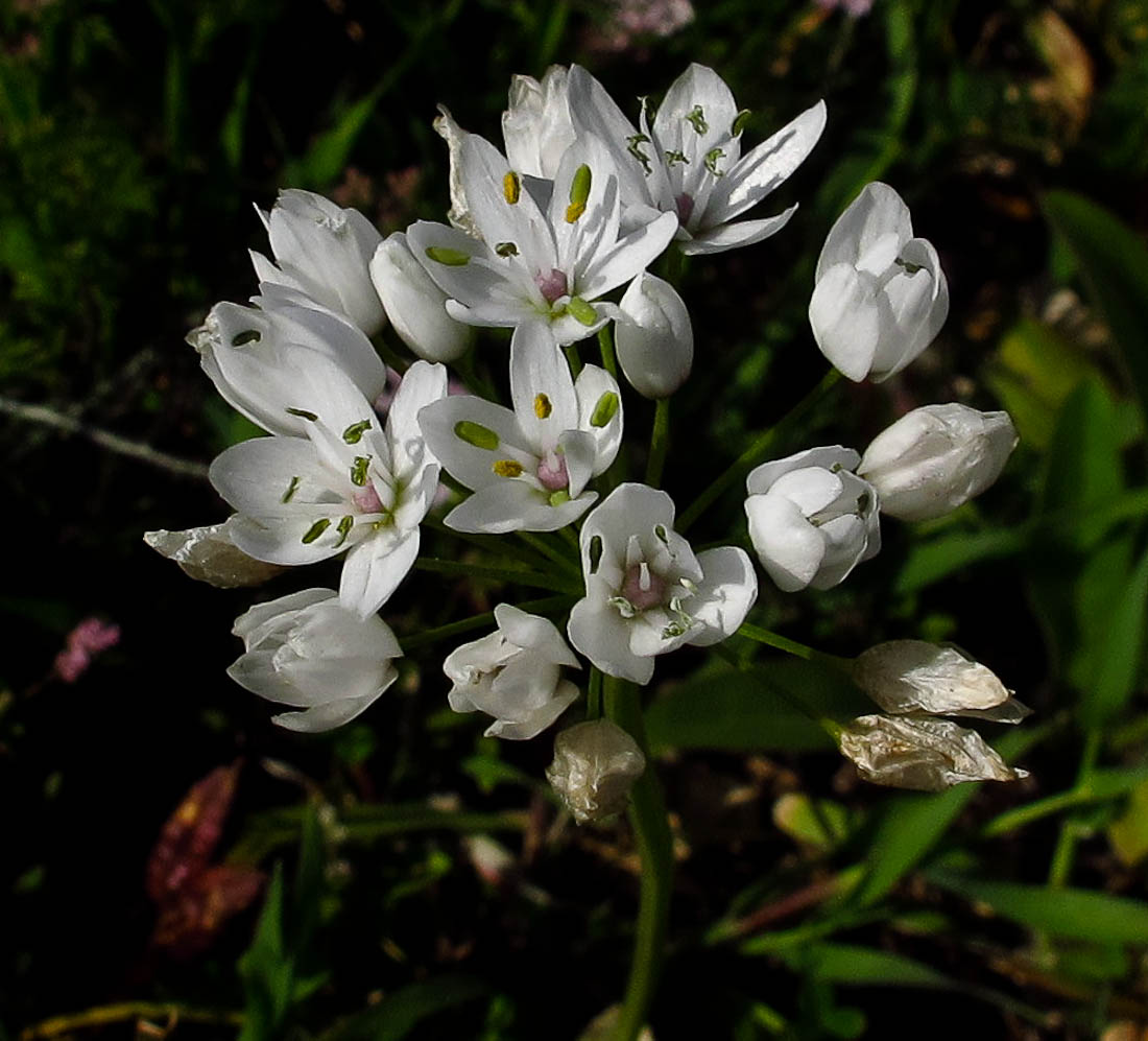 Image of Allium neapolitanum specimen.