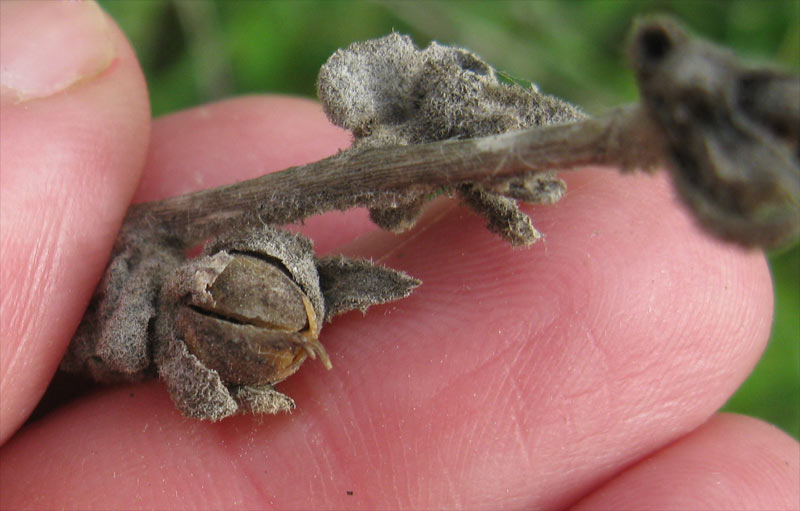 Image of genus Verbascum specimen.
