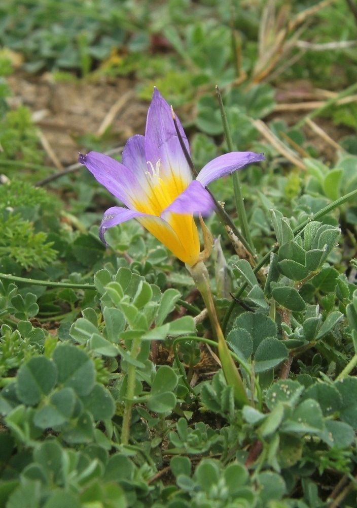 Image of Romulea clusiana specimen.