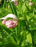 Cypripedium guttatum