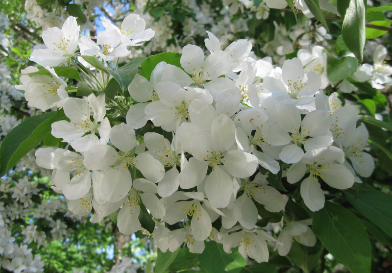 Image of Malus prunifolia specimen.