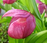 Cypripedium macranthos