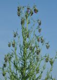 Cirsium pendulum