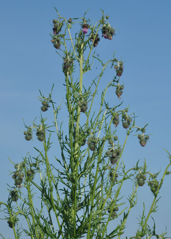 Изображение особи Cirsium pendulum.