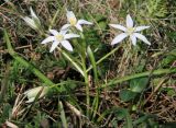 Ornithogalum woronowii