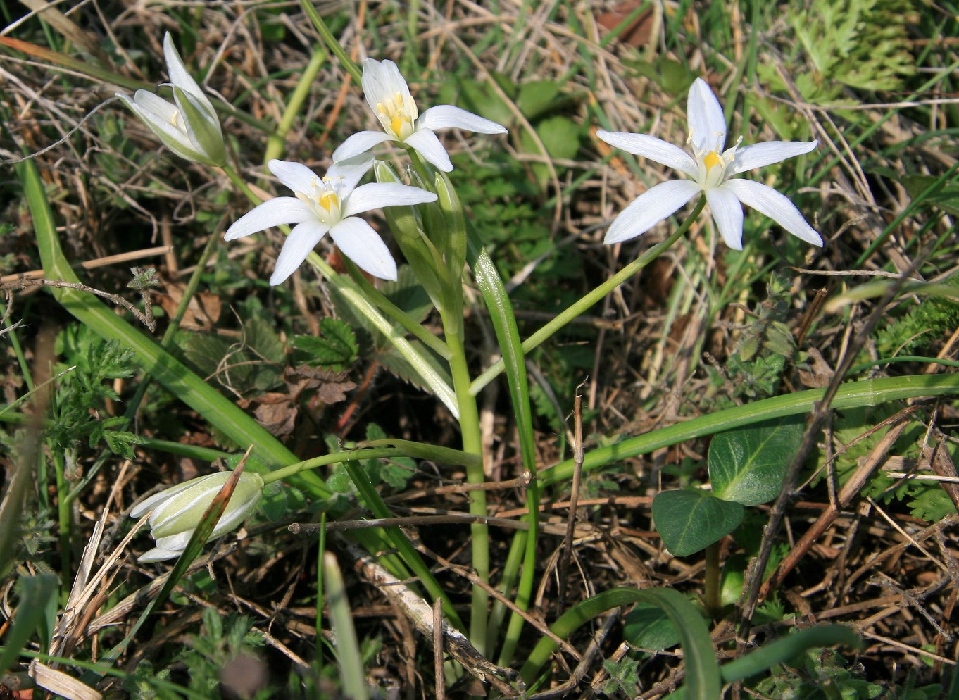 Image of Ornithogalum woronowii specimen.