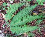 Polystichum setiferum