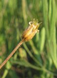 Holosteum glutinosum subspecies liniflorum. Зрелый плод. Крым, Белогорский р-н, окр. с. Зуя, заброшенное поле. 4 мая 2013 г.