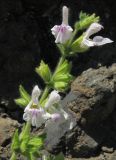 Salvia scabiosifolia