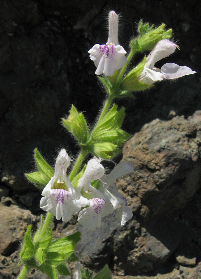 Изображение особи Salvia scabiosifolia.