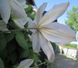 Clematis