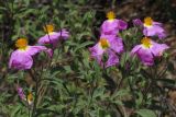 Cistus tauricus. Верхушки побегов с цветками. Южный Берег Крыма, гора Аю-Даг. 27 мая 2013 г.