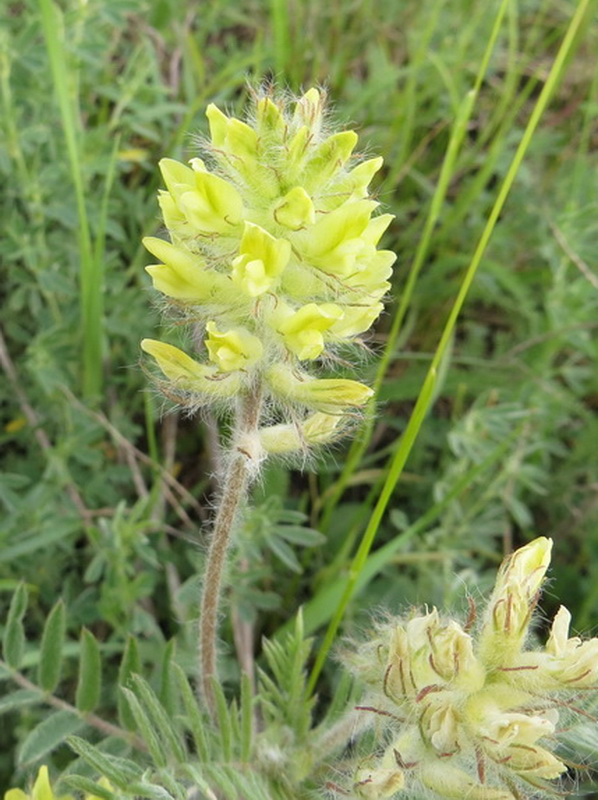 Изображение особи Oxytropis pilosa.
