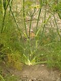 Foeniculum vulgare