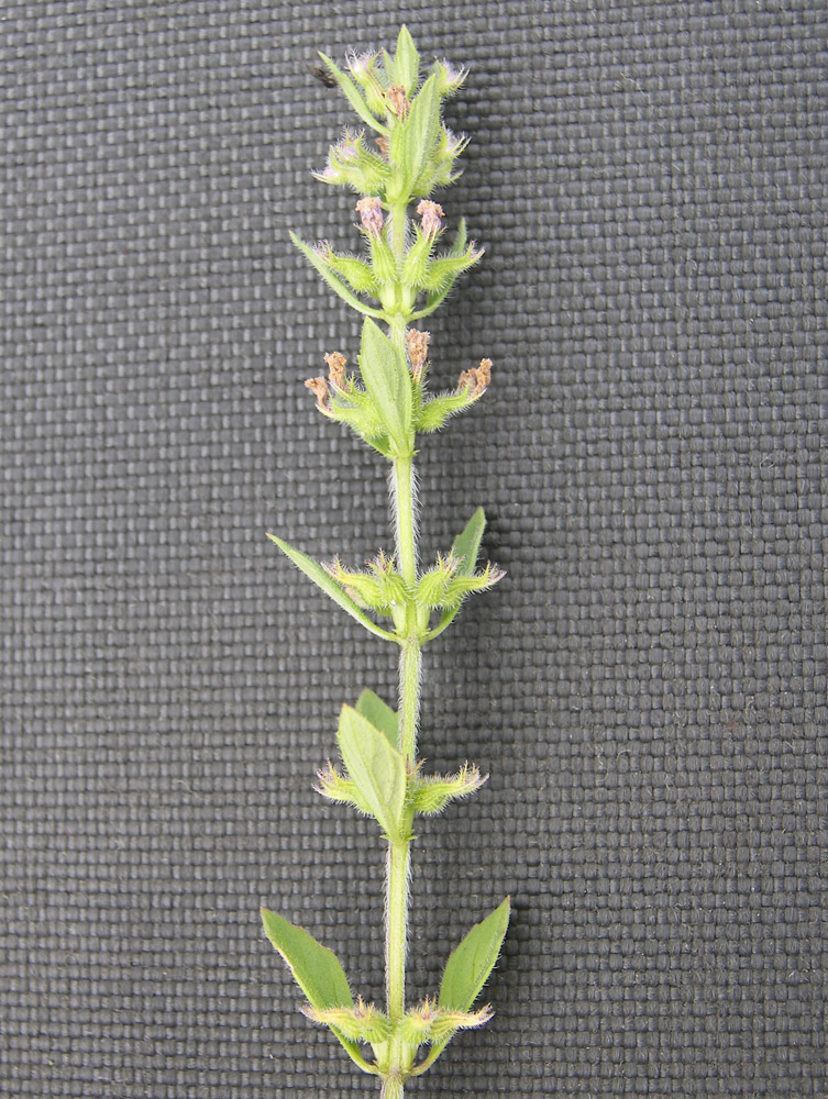 Изображение особи Ziziphora acinos.