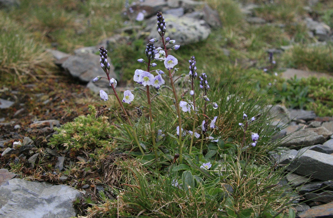 Image of Veronica gentianoides specimen.