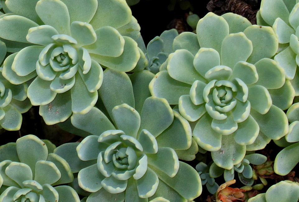 Image of Rhodiola pachyclados specimen.