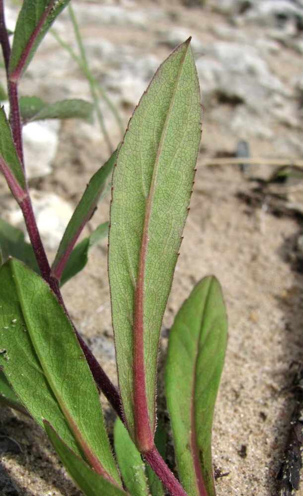 Изображение особи Aster sibiricus.