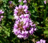 Thymus ovatus