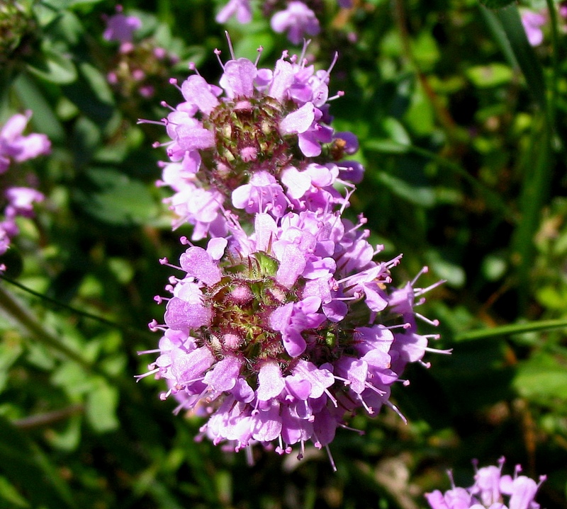 Изображение особи Thymus ovatus.