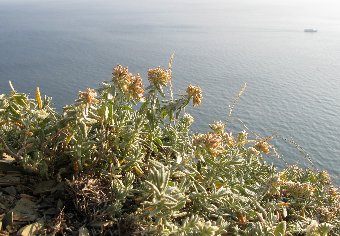 Изображение особи Teucrium capitatum.