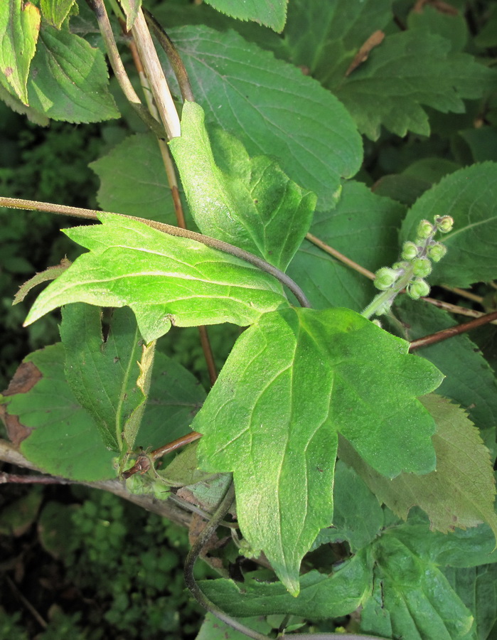 Image of Aconitum alboviolaceum specimen.