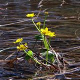 Caltha palustris. Цветущие растения в заводи. Свердловская обл., окр. г. Североуральск, район скал Три Брата. 31.05.2013.