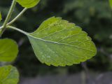 Drymosiphon grandiflorus