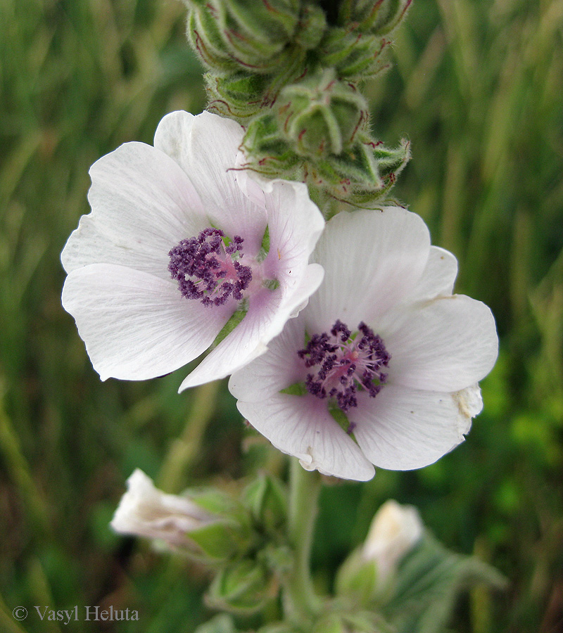 Image of Althaea officinalis specimen.